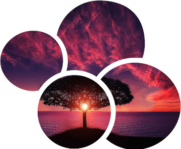 arbre avec coucher de soleil